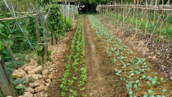 Agricultura pe înțelesul tuturor – Recolte multiple de legume prin asocierea culturilor