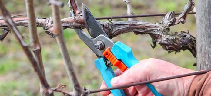 teierea-vitei-de-vie