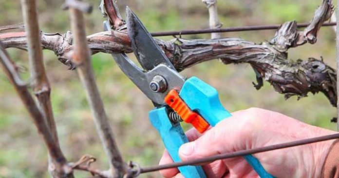 Agricultura pe înțelesul tuturor – Lucrări agricole în repausul vegetativ