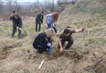 Direcția Silvică: Luna plantării arborilor continuă în Gorj