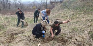 Direcția Silvică: Luna plantării arborilor continuă în Gorj