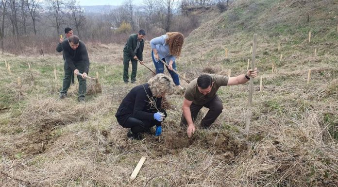 Direcția Silvică: Luna plantării arborilor continuă în Gorj