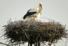 ODATĂ CU ECHINOŢIUL DE PRIMĂVARĂ – Au sosit şi berzele