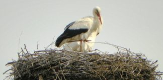 ODATĂ CU ECHINOŢIUL DE PRIMĂVARĂ – Au sosit şi berzele