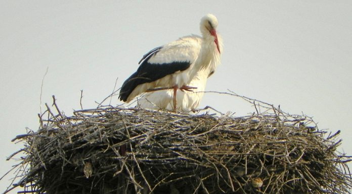 ODATĂ CU ECHINOŢIUL DE PRIMĂVARĂ – Au sosit şi berzele