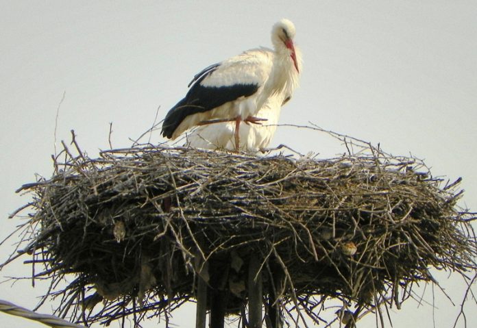 ODATĂ CU ECHINOŢIUL DE PRIMĂVARĂ – Au sosit şi berzele