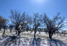 A nins peste pomii înfloriți!