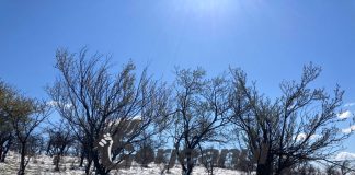 A nins peste pomii înfloriți!