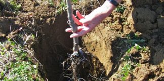 Agricultura pe înțelesul tuturor – Plantarea corectă a pomilor fructiferi – (1)