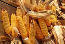 Agricultura pe înțelesul tuturor – Alegerea corectă a hibrizilor de porumb