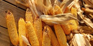 Agricultura pe înțelesul tuturor – Alegerea corectă a hibrizilor de porumb