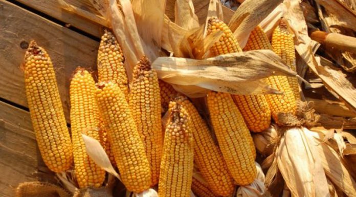 Agricultura pe înțelesul tuturor – Alegerea corectă a hibrizilor de porumb