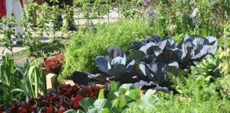 Agricultura pe înțelesul tuturor – Rotația culturilor legumicole