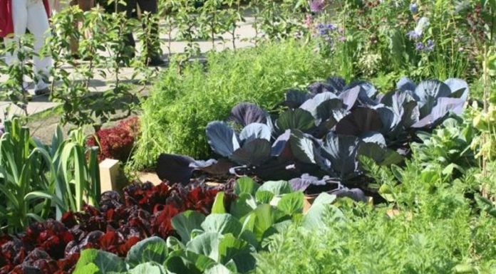 Agricultura pe înțelesul tuturor – Rotația culturilor legumicole