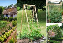 Agricultura pe înțelesul tuturor – Organizarea grădinii de legume