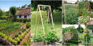 Agricultura pe înțelesul tuturor – Organizarea grădinii de legume