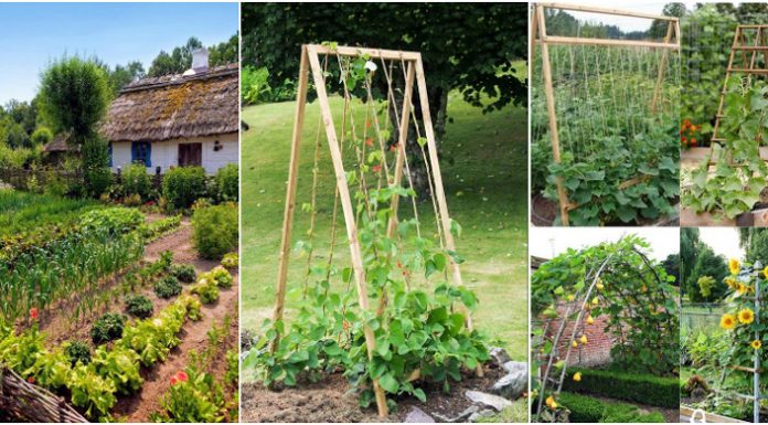 Agricultura pe înțelesul tuturor – Organizarea grădinii de legume