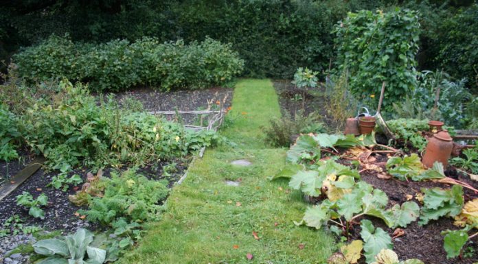 Agricultura pe înțelesul tuturor – Perioada de vegetație, recoltare și producția potențială a legumelor în grădina familială