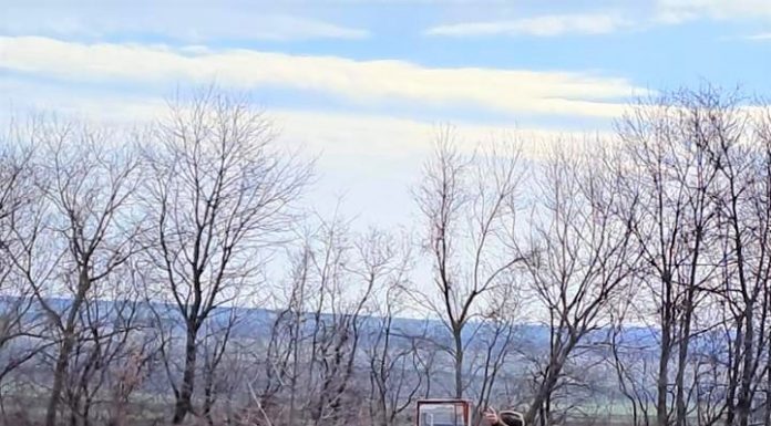 Romsilva va planta 20 de milioane de puieţi forestieri