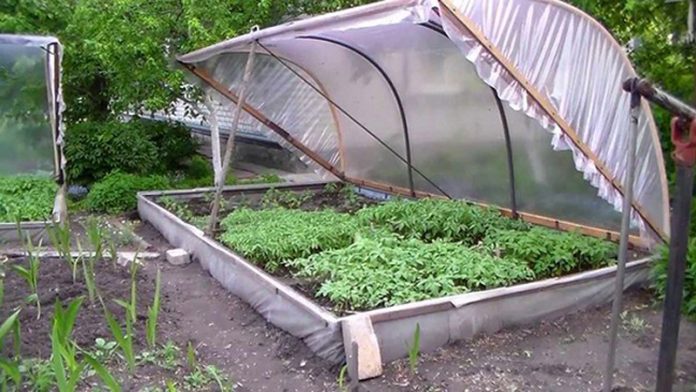 Agricultura pe înțelesul tuturor – Producerea răsadurilor și a legumelor în micile ferme comerciale și în grădinile familiale