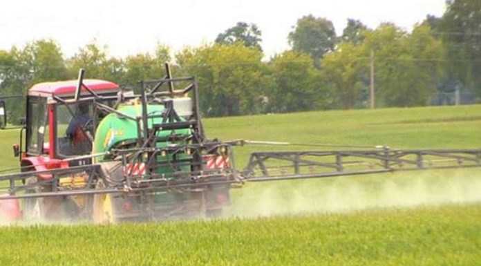 Agricultura pe înțelesul tuturor – Erbicidarea cerealelor păioase în primăvară ploioasă