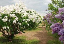 PĂDUREA DE LILIAC SĂLBATIC ŞI PODUL NATURAL DE LA PONOARE – DOUĂ SUPARLATIVE LA NIVEL NAŢIONAL