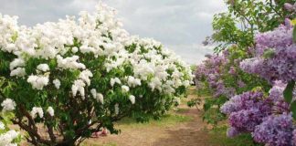 PĂDUREA DE LILIAC SĂLBATIC ŞI PODUL NATURAL DE LA PONOARE – DOUĂ SUPARLATIVE LA NIVEL NAŢIONAL
