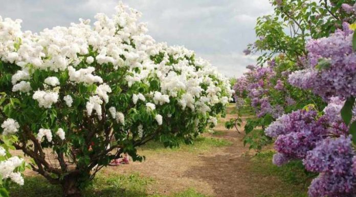 PĂDUREA DE LILIAC SĂLBATIC ŞI PODUL NATURAL DE LA PONOARE – DOUĂ SUPARLATIVE LA NIVEL NAŢIONAL