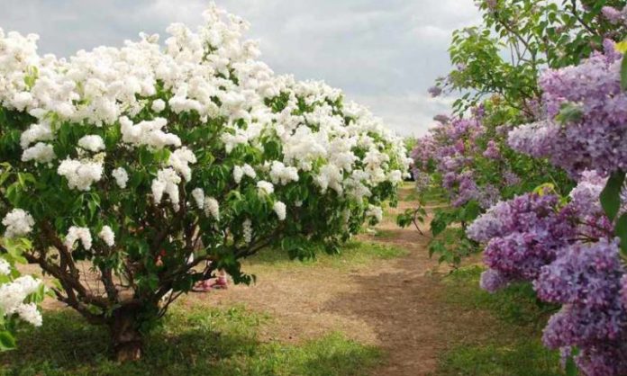 PĂDUREA DE LILIAC SĂLBATIC ŞI PODUL NATURAL DE LA PONOARE – DOUĂ SUPARLATIVE LA NIVEL NAŢIONAL