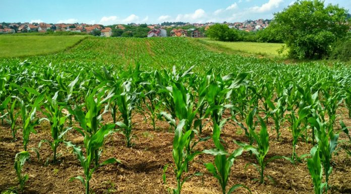 Agricultura pe înțelesul tuturor – Fertilizarea corectă a porumbului