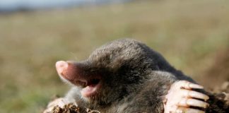 Agricultura pe înțelesul tuturor – Să nu ucidem cârtița