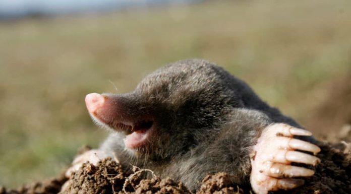 Agricultura pe înțelesul tuturor – Să nu ucidem cârtița