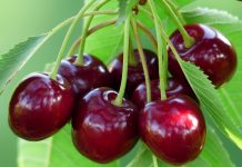 Fost ministru al Agriculturii: Cerealele și fructele, mai scumpe în acest an