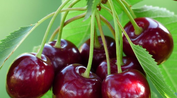 Fost ministru al Agriculturii: Cerealele și fructele, mai scumpe în acest an