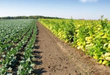 Agricultura pe înțelesul tuturor – Să ne purtăm prietenos cu natura, dar să ne protejăm și culturile