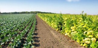 Agricultura pe înțelesul tuturor – Să ne purtăm prietenos cu natura, dar să ne protejăm și culturile
