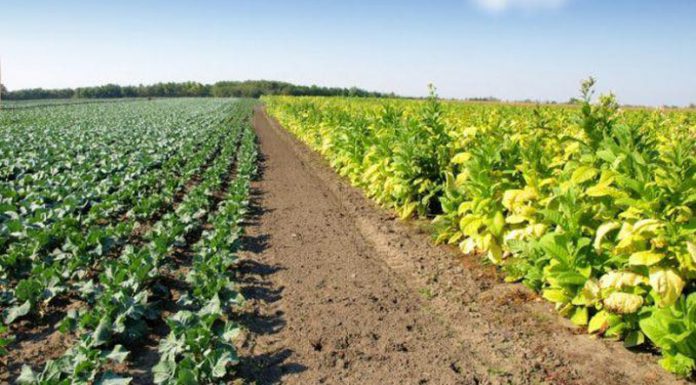 Agricultura pe înțelesul tuturor – Să ne purtăm prietenos cu natura, dar să ne protejăm și culturile