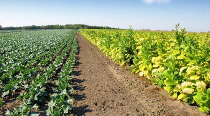 Agricultura pe înțelesul tuturor – Să ne purtăm prietenos cu natura, dar să ne protejăm și culturile