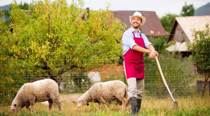 Fonduri UE pentru tinerii fermieri