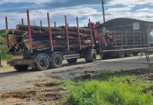 Ministrul Mediului: Noi măsuri pentru transporturile ilegale de lemne