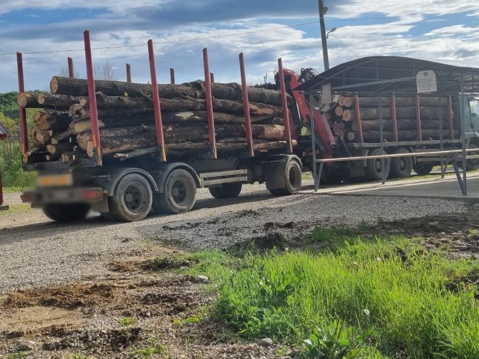 Ministrul Mediului: Noi măsuri pentru transporturile ilegale de lemne