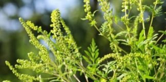 Agricultura pe înțelesul tuturor – AMBROZIA, buruiana care a speriat Europa