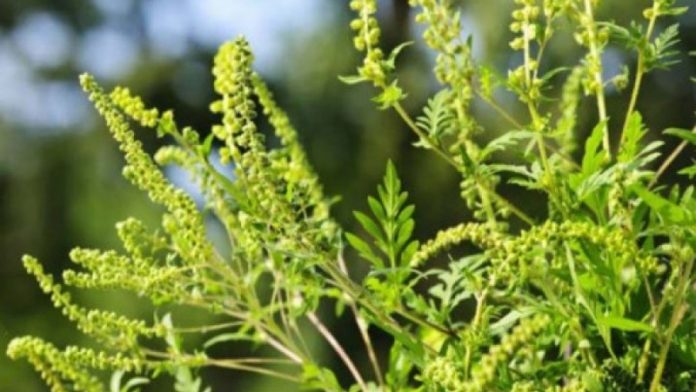 Agricultura pe înțelesul tuturor – AMBROZIA, buruiana care a speriat Europa