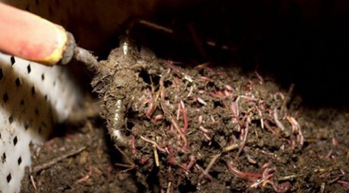 Agricultura pe înțelesul tuturor – Biohumusul de râmă