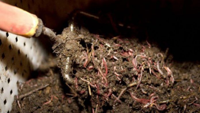 Agricultura pe înțelesul tuturor – Biohumusul de râmă