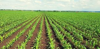 Agricultura pe înțelesul tuturor – Vine vara secetoasă