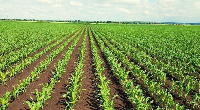 Agricultura pe înțelesul tuturor – Vine vara secetoasă