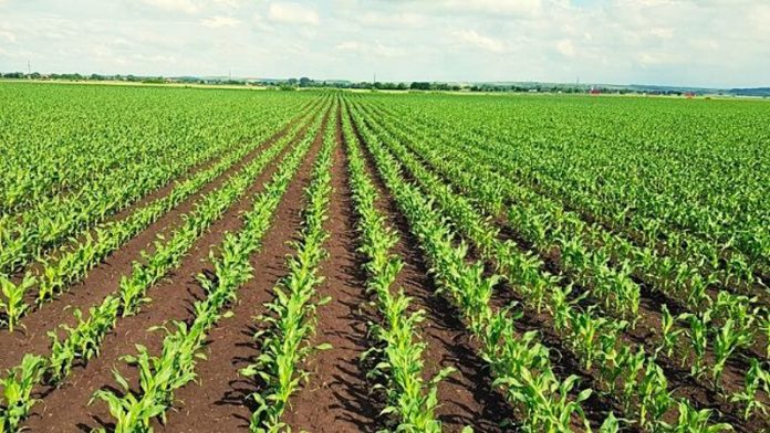 Agricultura pe înțelesul tuturor – Vine vara secetoasă