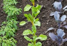 Agricultura pe înțelesul tuturor – Vine vara secetoasă