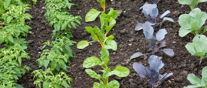 Agricultura pe înțelesul tuturor – Vine vara secetoasă